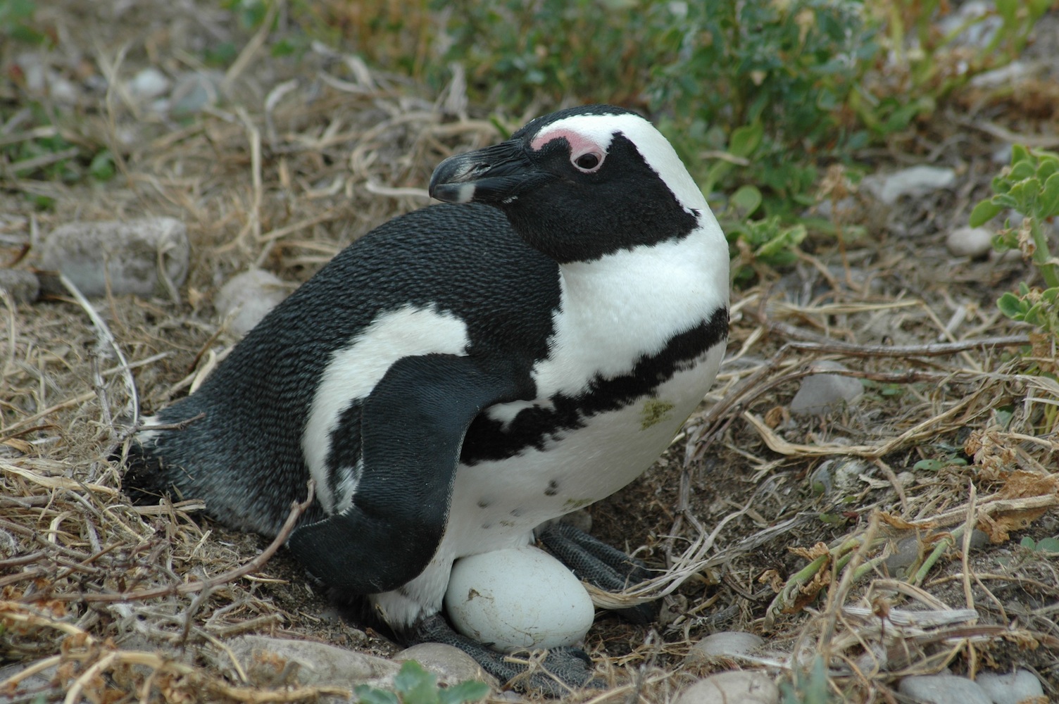 Penguin with egg