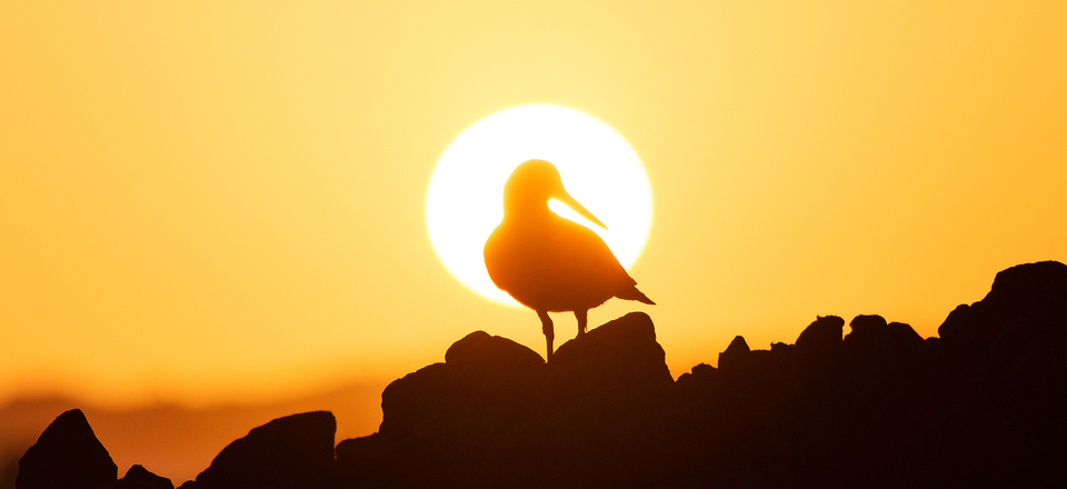 Gansbaai is an Outdoor Wonderland where Nature Reigns Supreme