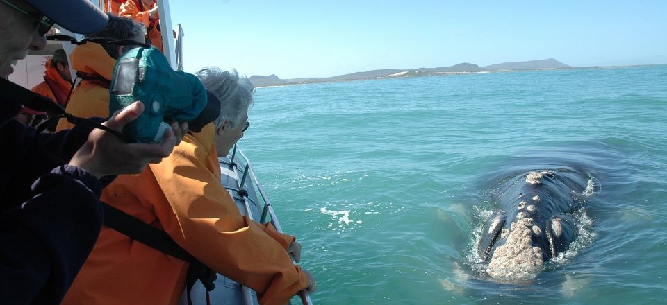 Get Up Close and Personal with the Ocean's Friendly Giants in Gansbaai