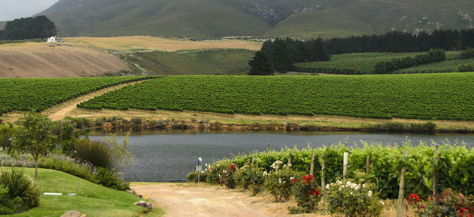 Discover The Award-Winning Wine Farms in Hermanus