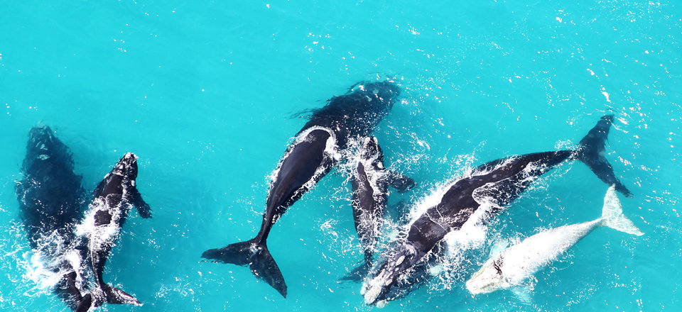 Hermanus is The Best Land-Based Whale Watching!