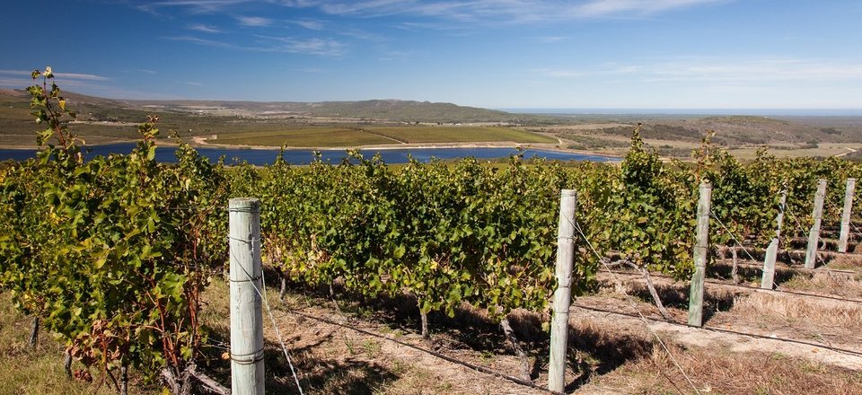 Indulge in a Wine Tour at the Southern Tip of Africa