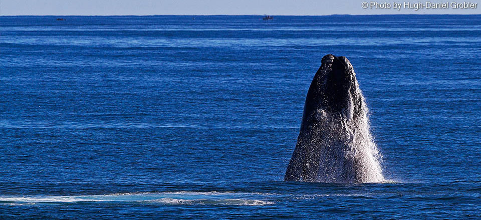 Experience the Majesty of these Mammoth Mammals