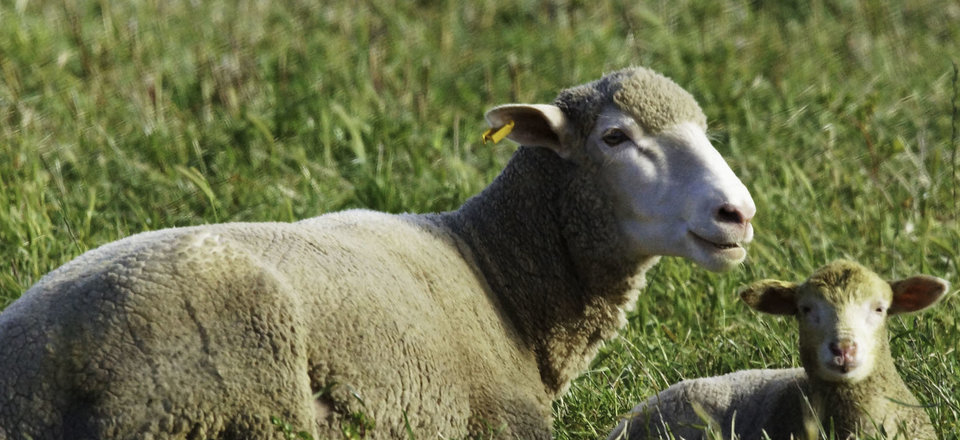 Surround Yourself with Fresh Country Air