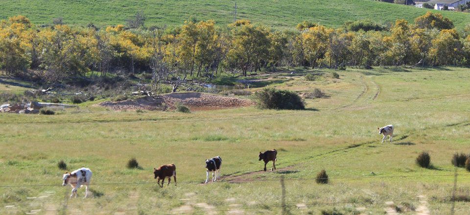 Sample the Fresh Produce with a Dash of Storytelling