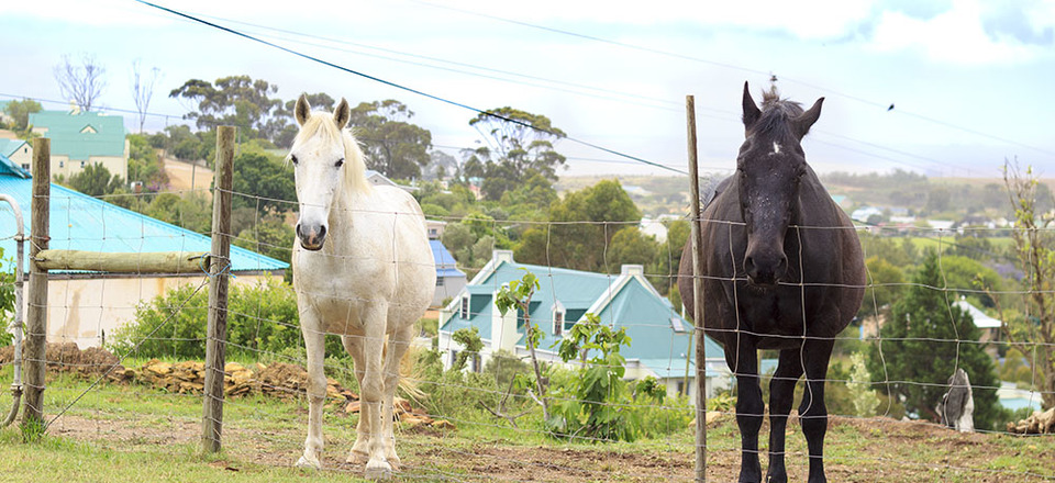 Embrace the Outdoors and Fresh Country Air