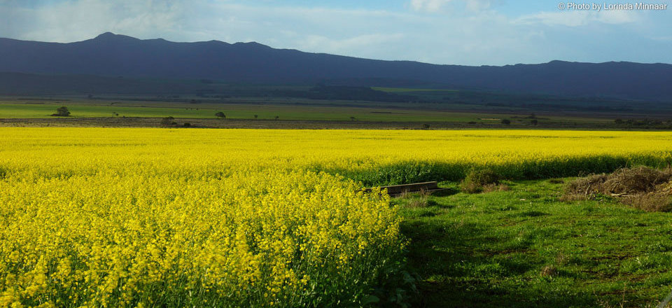 Nestled Between Rolling Canola Fields and Flowing Rivers