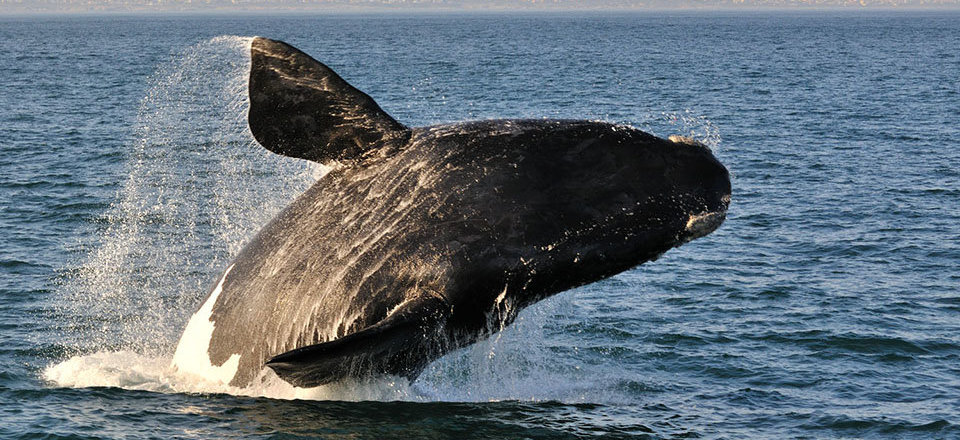 From being the "right" whale to hunt to becoming a worldwide attraction