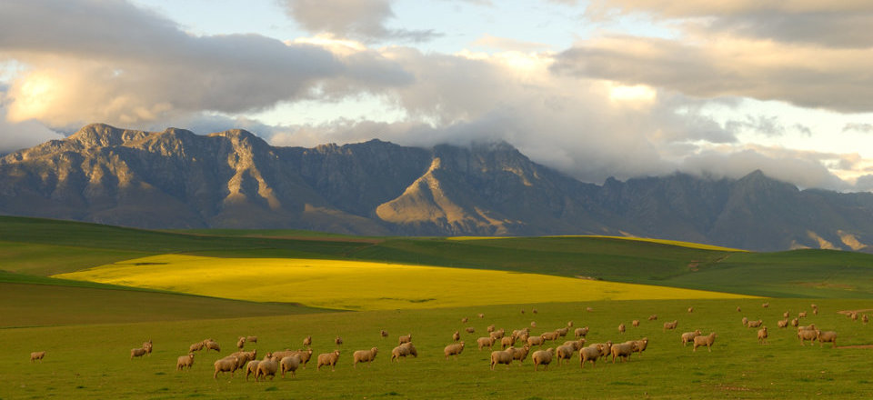 Camp Along Rivers or Beneath Grandfather Pines 