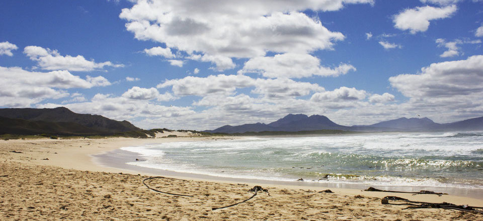 Wander Along a Blue Flag Beach