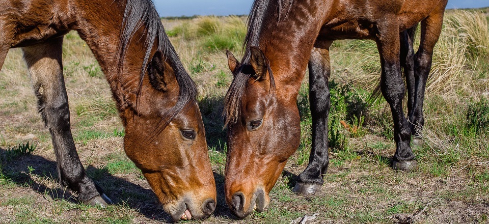 Or Search for Wild Horses Amongst a Marshy Bird Haven