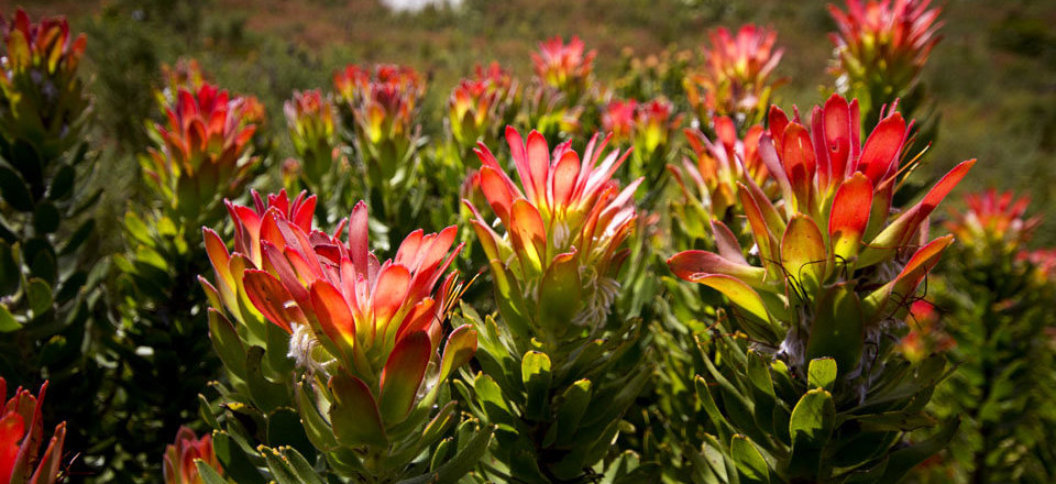 Or Take a Path of Discovery in Nature