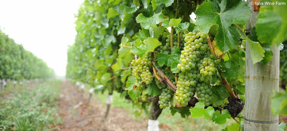 Home to Appletiser , Cool Climate Wines