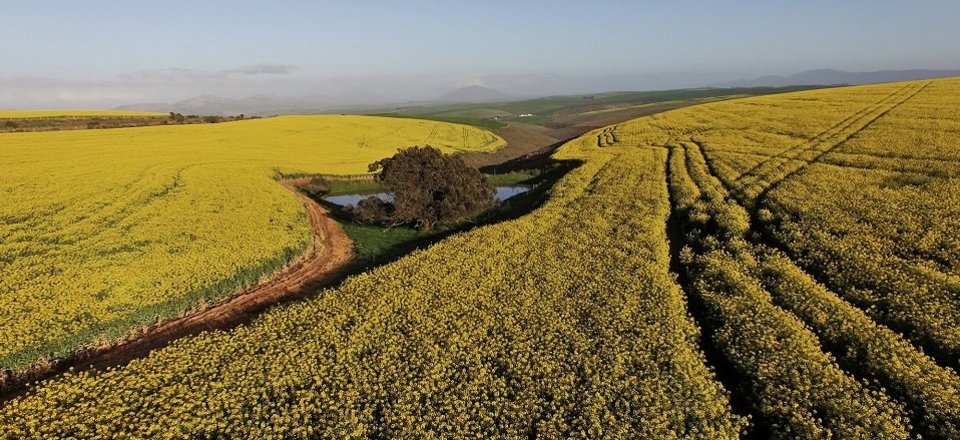 This Holiday Wake Up to the Sounds of Nature