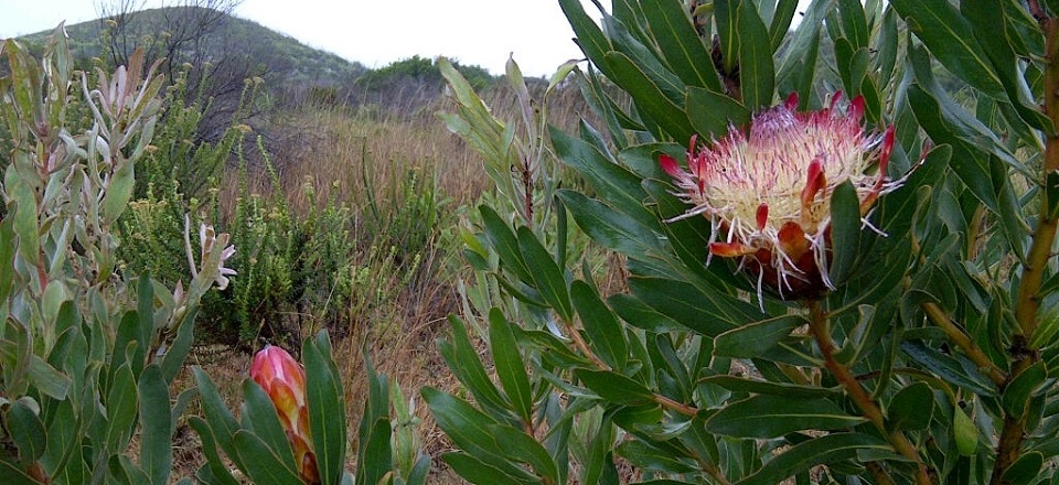 Take a Scenic Walk and Get In Touch with Nature