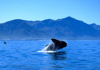 Hermanus-nearby