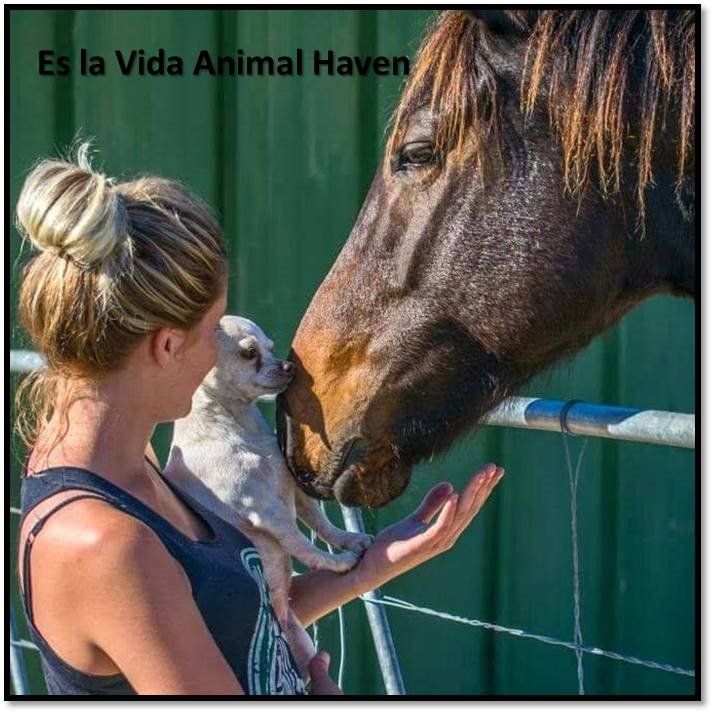 Es la Vida Animal Haven