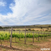 Stanford Wine Route
