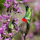 Southern Double-collared Sunbird