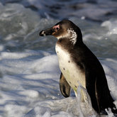  African Penguin Stand Fast