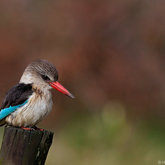Brown Hooded Kingfisher