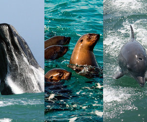 Who else wants to learn more about the Marine Big 5?