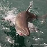 Great White Shark Marine Dynamics