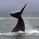 Southern Right Whale Dyer Island Cruises Marine Big 5
