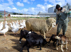 6. Farming Community 