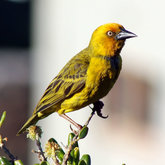 Birdwatching in Stanford