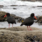 Pair of Oystercatchers by Karen Larsen