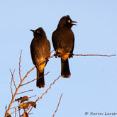 Two of a Kind by Karen Larsen