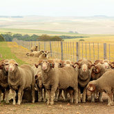 Flocking to Stanford