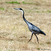 Taking a Stroll by Karen Larsen