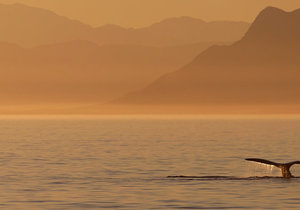 Brace Yourself, Whales are Coming