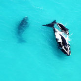 The Gentle Giants of the Sea