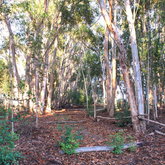 Lanes through the Eucalyptus forest