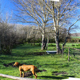 Dogs like horses paddocks too