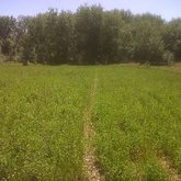 Lucerne Harvest time