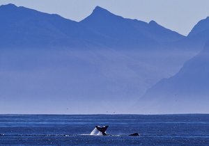 Our Love Affair with Winter