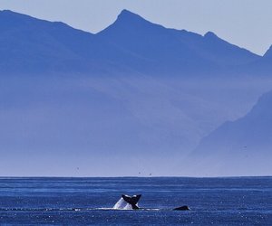 Our Love Affair with Winter