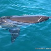 shark cage diving Gansbaai