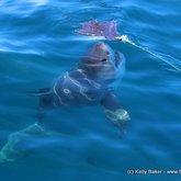 Sneak attack!!!! Gotta love beautiful clean & clear seas...