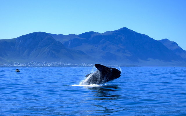 southern-right-whales-visit-walker-bay-marine-reserve-from-july-to-december