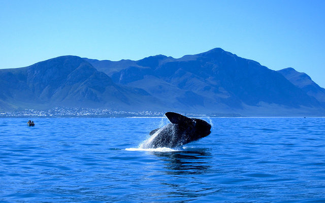 southern-right-whales-visit-walker-bay-marine-reserve-from-july-to-december-LR