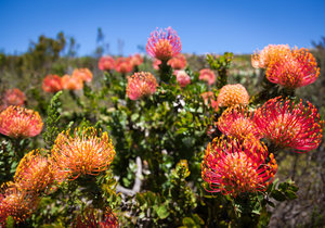 What's Funky about Fynbos?