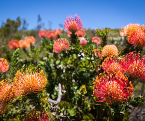 What's Funky about Fynbos?