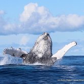 Whale whale whale what do we have here!?!