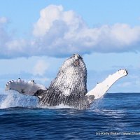 Whale whale whale what do we have here!?!