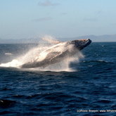 How's that for a breach!?!